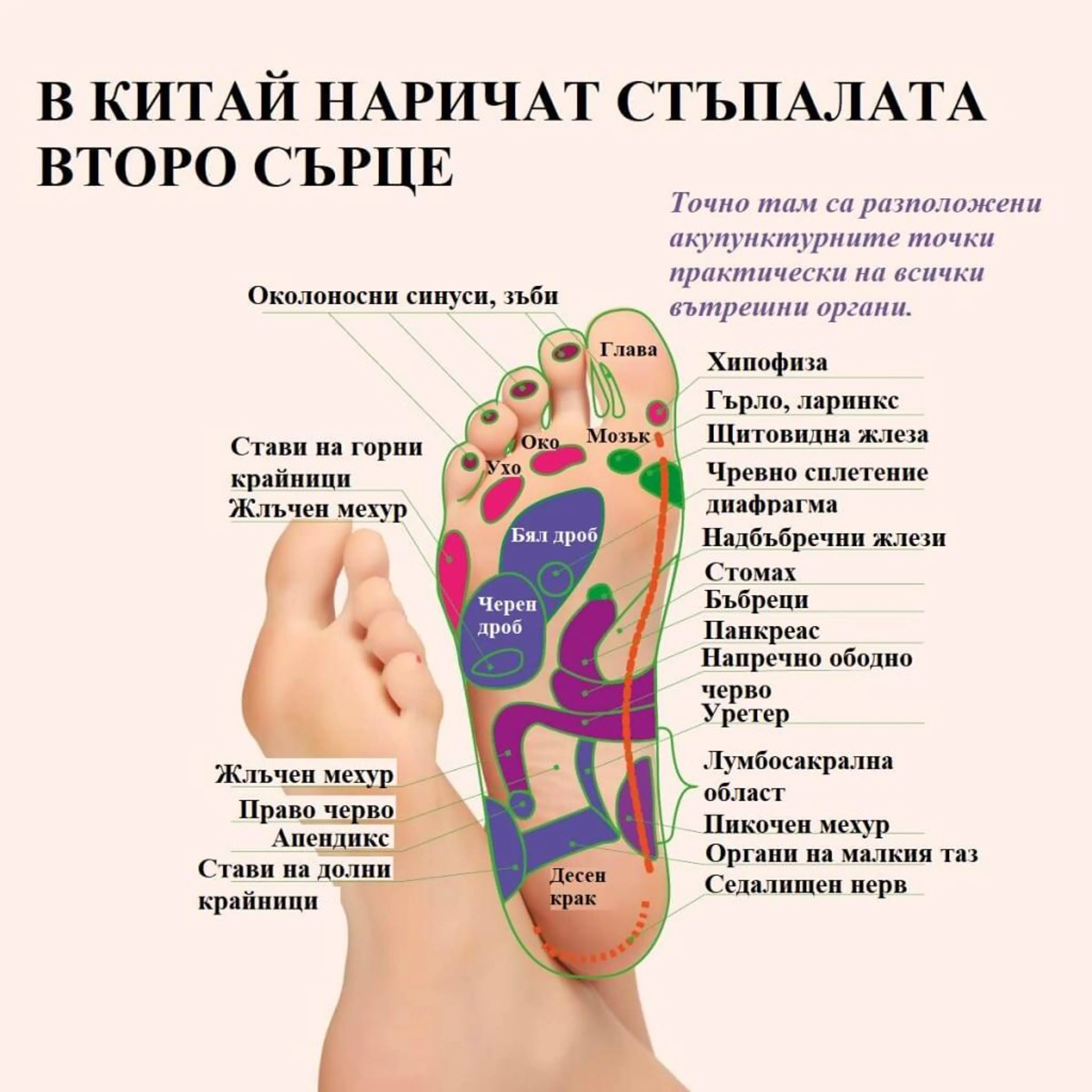 Детоксикационен пластир за крака „Master Herb”, 2 бр.